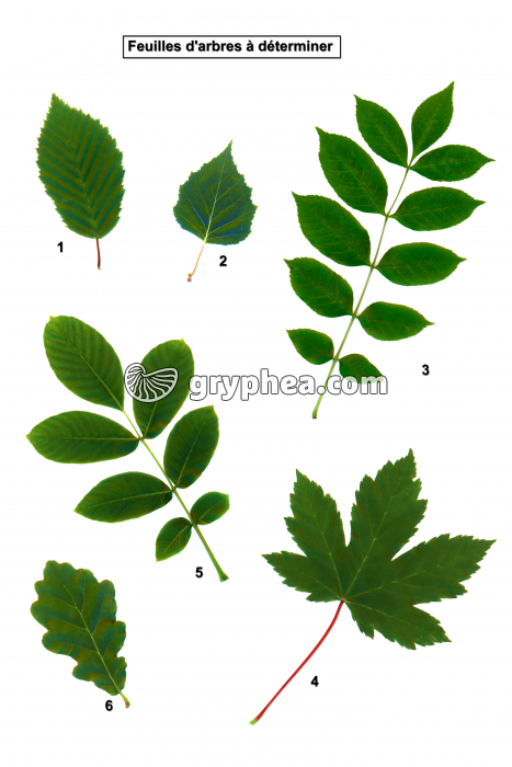  Feuilles d'arbres à déterminer - gryphea.com